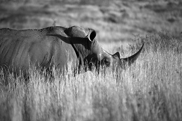 Rhino - South Africa