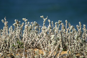 Salicornia - Sinis - Sardinia