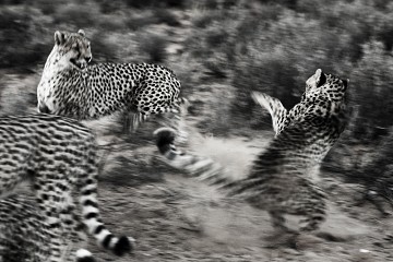 Panthera Pardus - South Africa