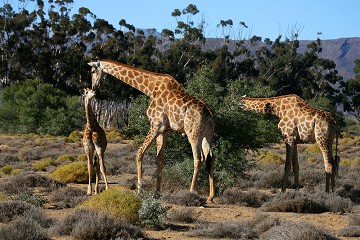 Giraffa Camelopardalis - South Africa