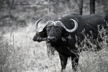 Bufalo Cafro Africano - Sudafrica