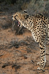 Panthera Pardus - South Africa