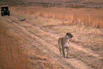 Panthera Leo - South Africa
