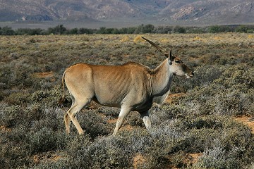 Taurotragus Oryx - South Africa