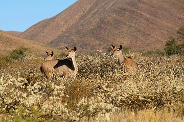Tragelaphus Strepsiceros, Kudu - South Africa