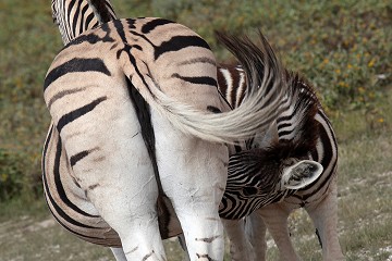 Zebra - Namib