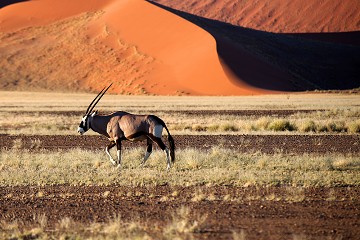 Oryx Gazella Gazella - Namib